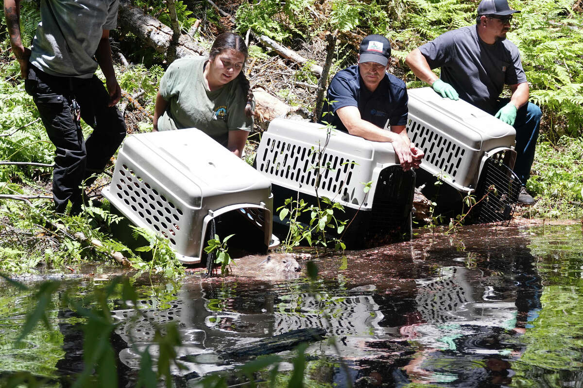 A family of beavers was released into the South Fork Tule River by the Tule River Tribe and the California Department of Fish and Wildlife on June 12, 2024.