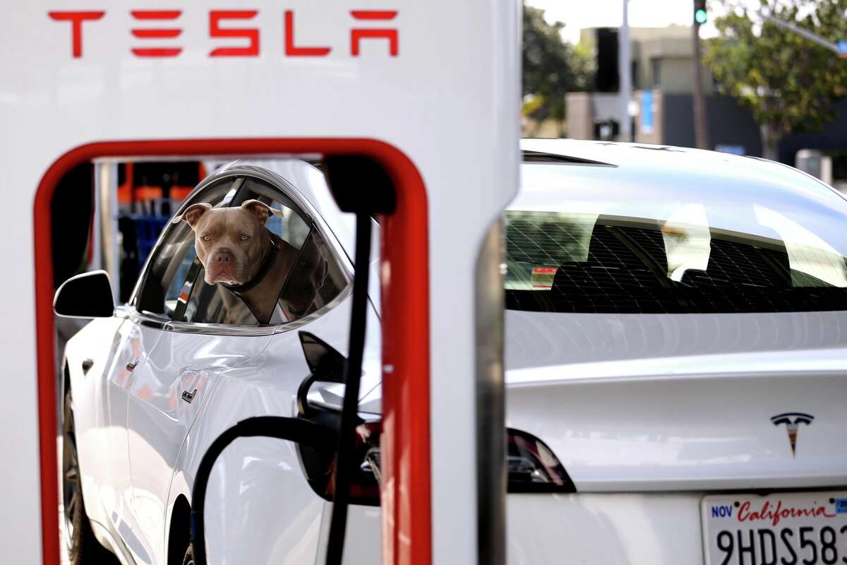 A dog and his owner wait for a recharge to be complete at a Tesla Supercharger station at the corner of 14th St. and Santa Monica Blvd. in Santa Monica on April 17, 2024. 