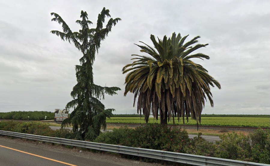 Famous palm trees and pines on California's Highway 99 to be removed