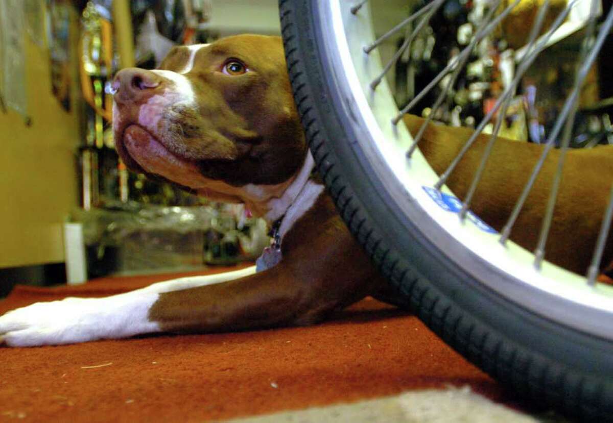 At a Bethel bike shop: two-wheelers and 