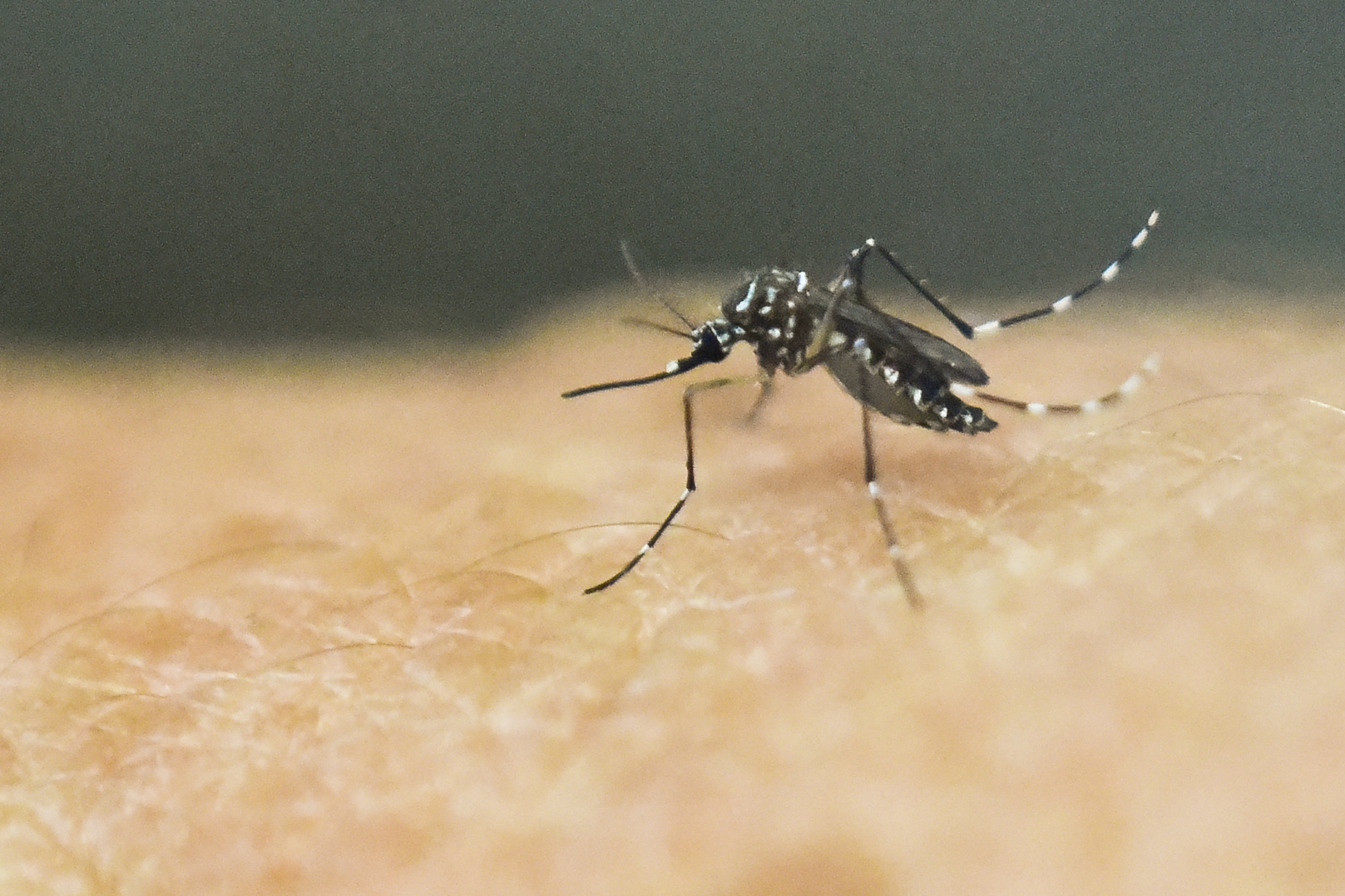 First human case of West Nile virus found in Houston area