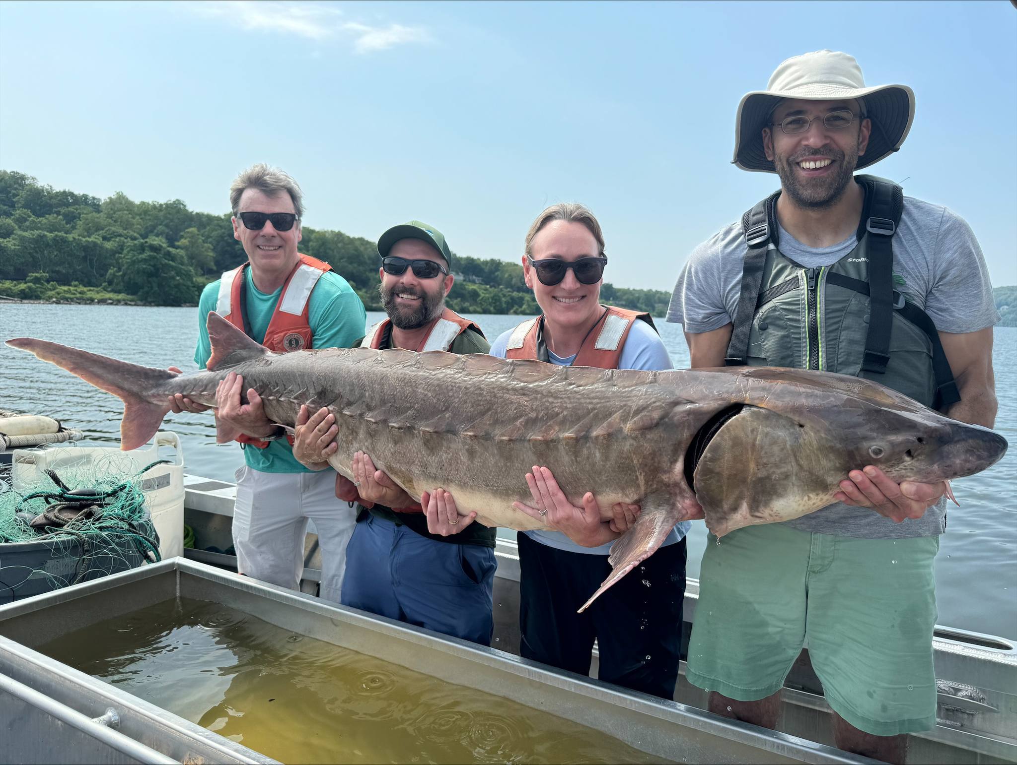 6-foot, 220-pound Atlantic sturgeon caught in Hudson River