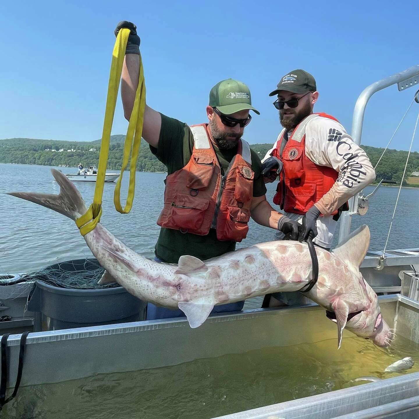 6-foot, 220-pound Atlantic sturgeon caught in Hudson River