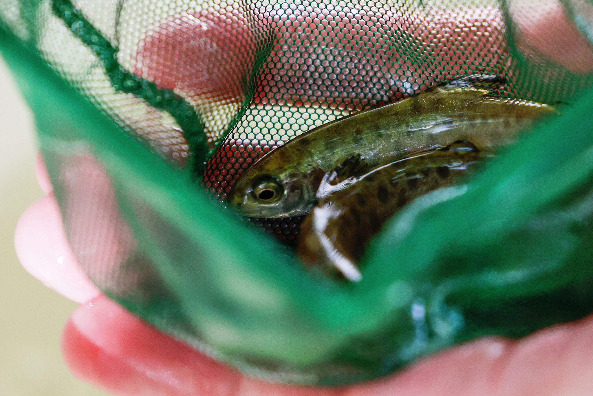 Endangered trout return to Bay Area creek following 25-year