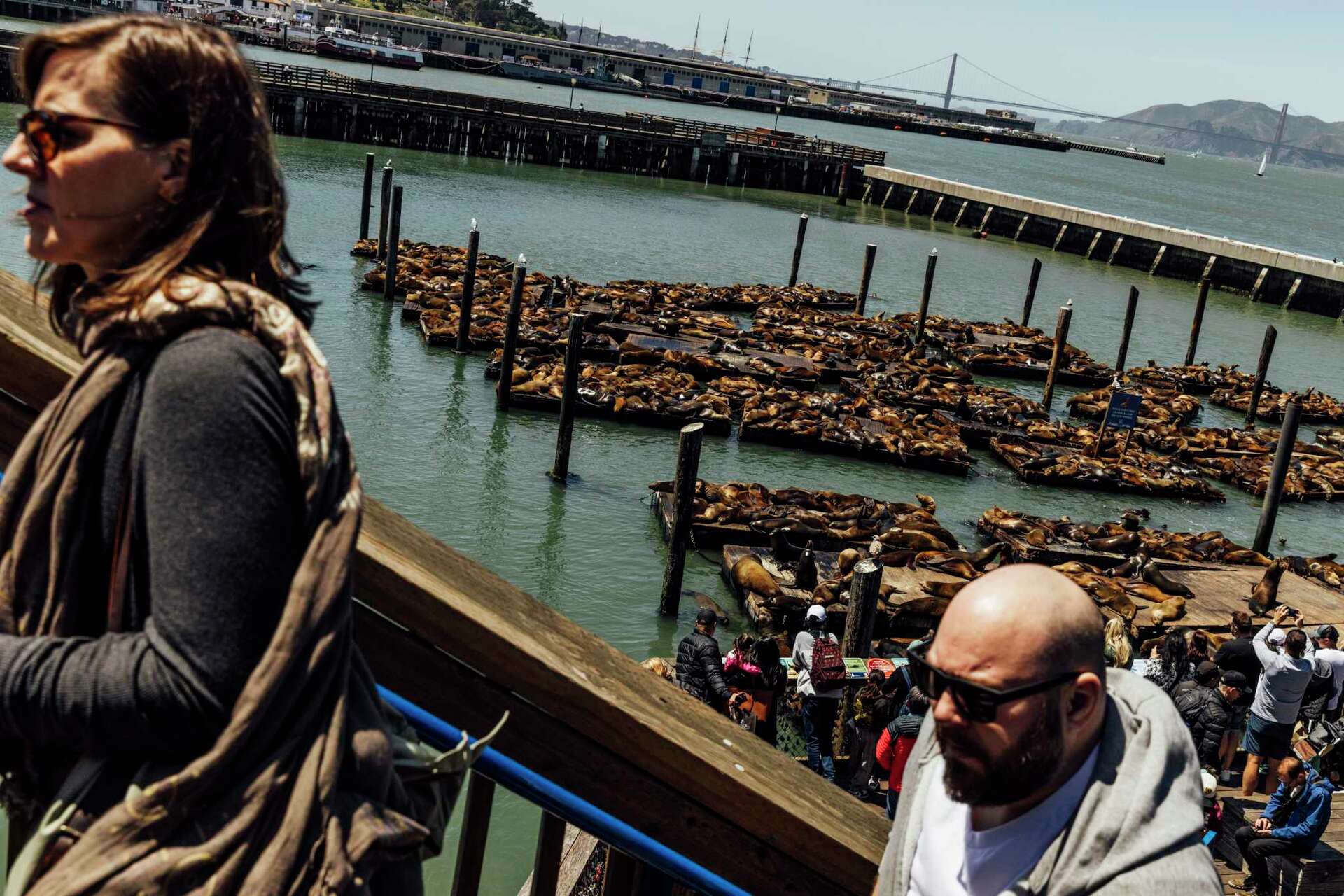 Where did the S.F. sea lions go? Here's why the Pier 39 attraction is