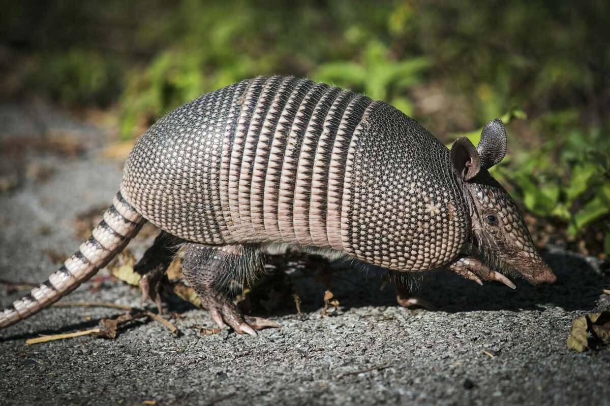 Scientists said the four species of nine-banded armadillos are 'almost impossible to differentiate in the field,' making it difficult to separate them genetically. 