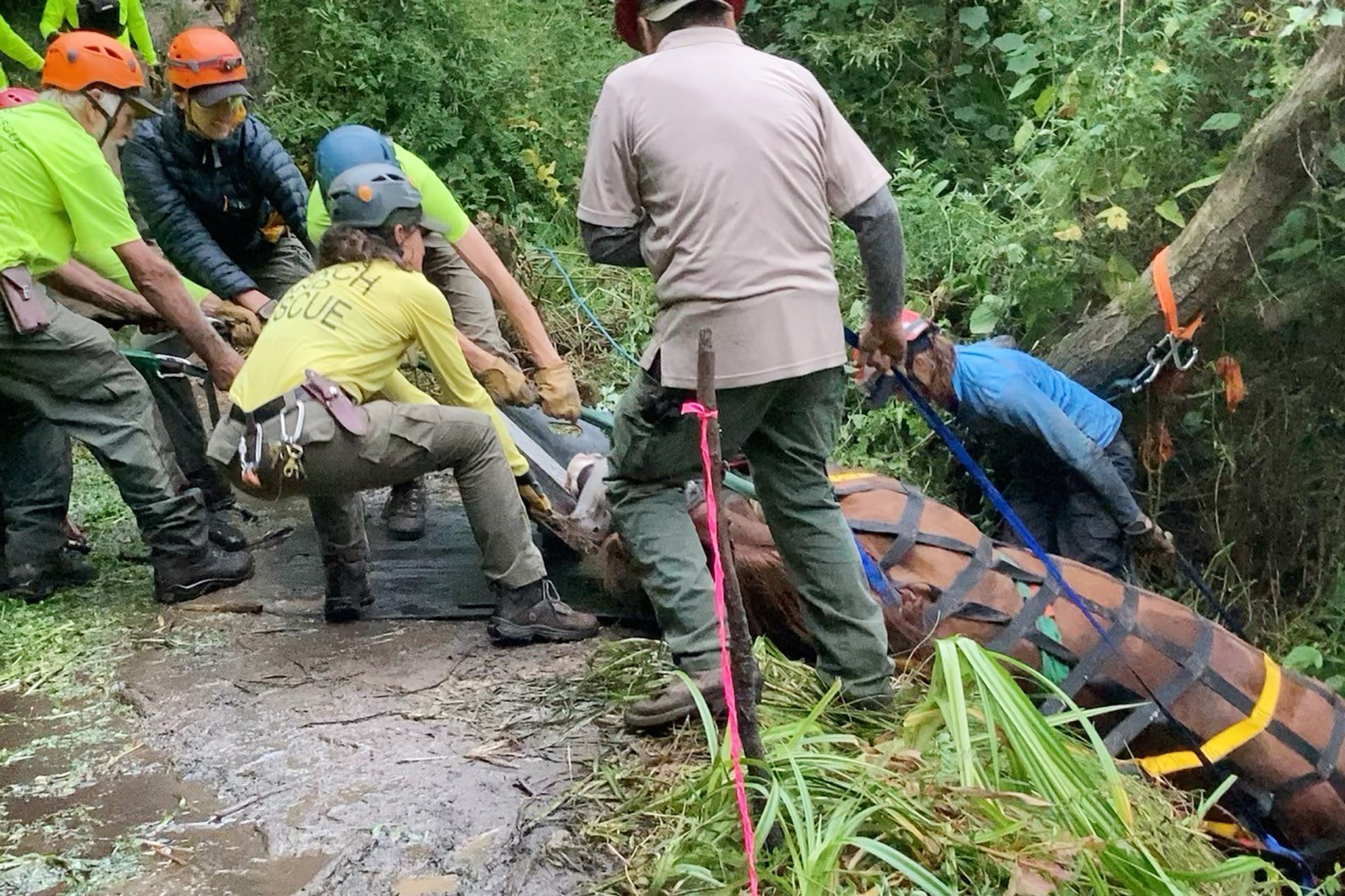Trapped horse saved in dramatic, 7-hour rescue in Point Reyes
