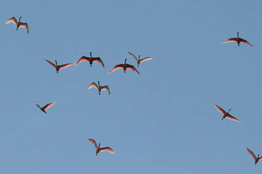 Global Warming Hurricanes Alter Birdwatching Season Beaumont