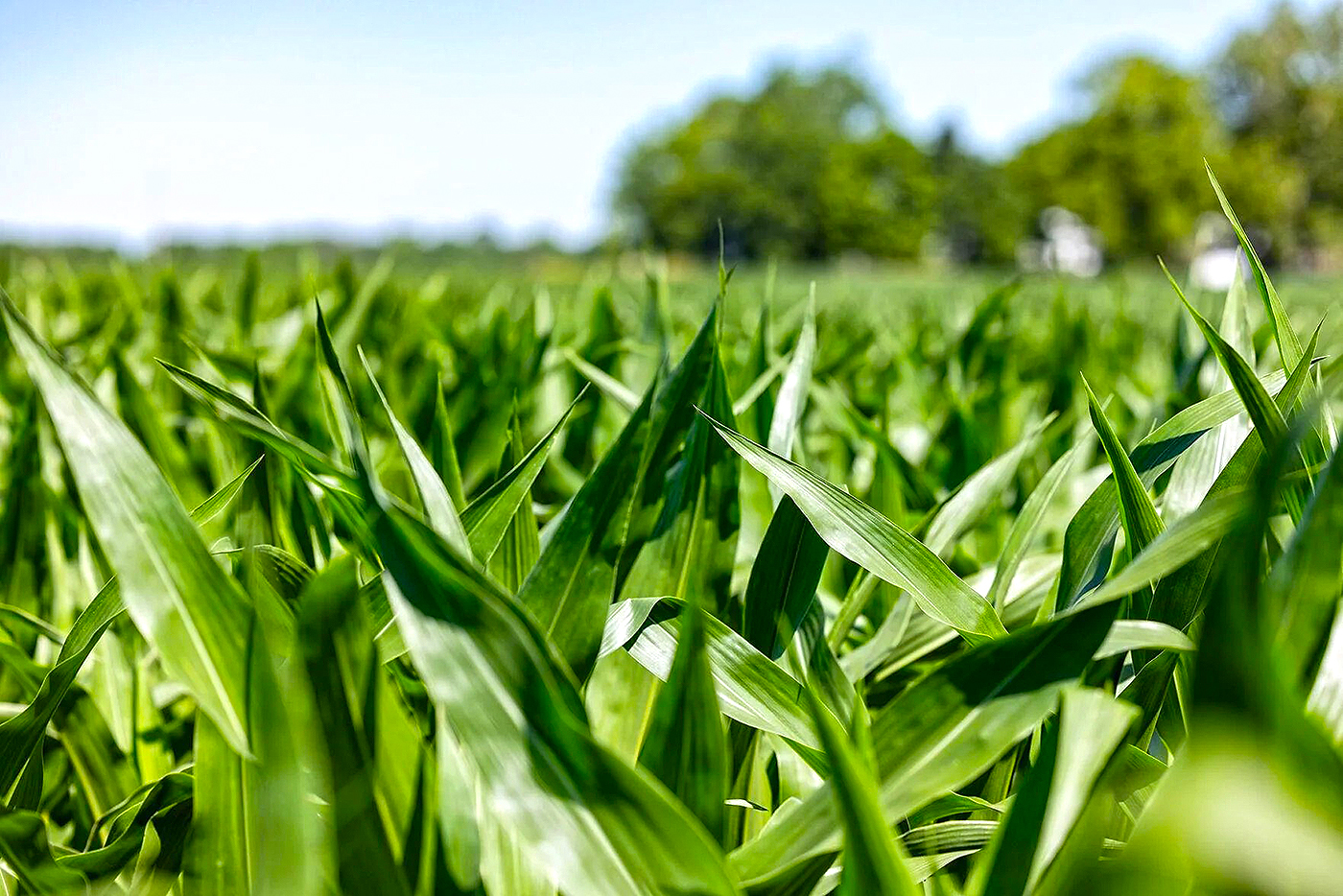 In Illinois, corn acreage has declined, soybean acreage has increased
