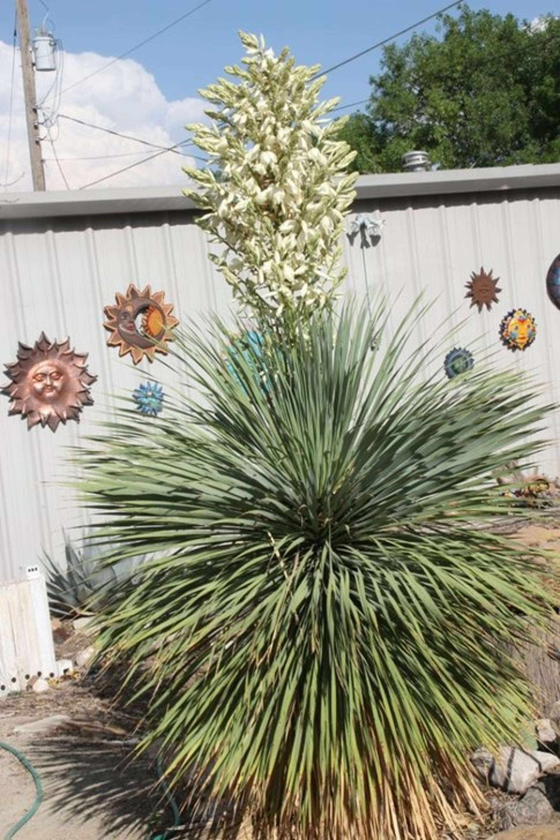 My yucca rostrata finally bloomed My yucca rostrata finally bloomed