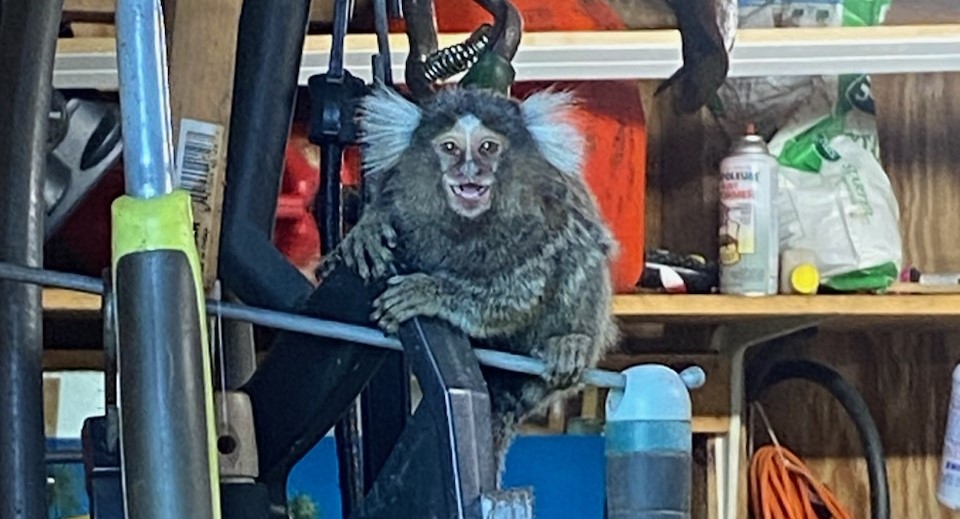 Monkey found in Old Saybrook shed now quarantined at Bridgeport zoo