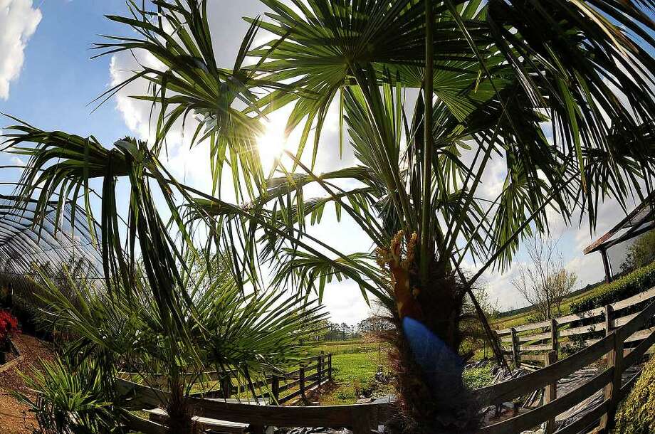 11 Palms Perfect For Southeast Texas Climate Beaumont Enterprise Windmill Palm At Al Cook Nursery Guiseppe Barranco The Enteprise
