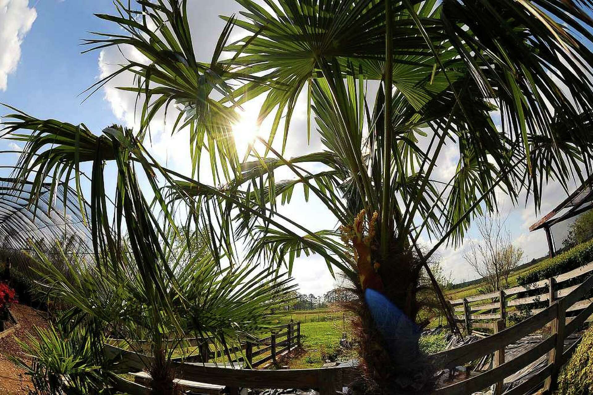 11 palms perfect for Southeast Texas climate
