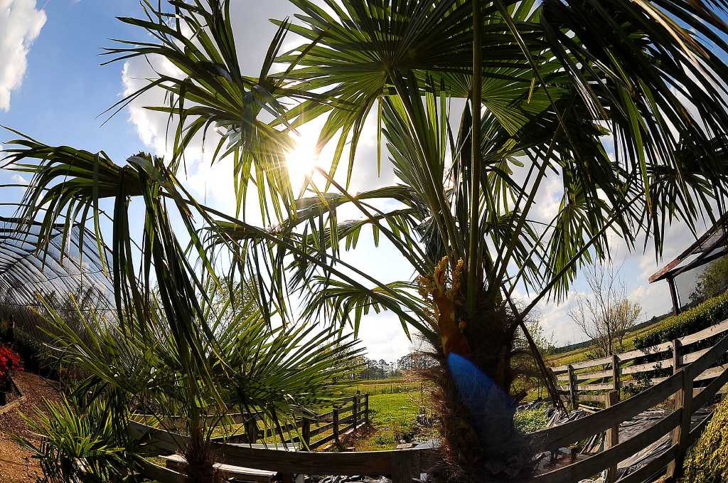 best houston palm trees
