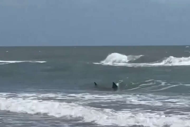 Texas officials say Hurricane Beryl may be linked to shark attacks