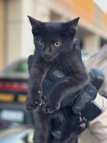 Photos: CHP rescues stranded black kitten on Oakland highway
