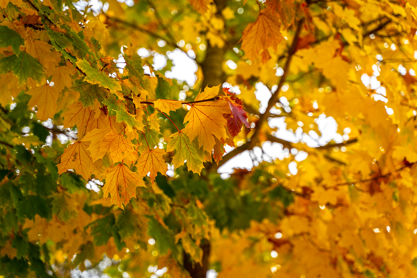 Norway maples popular, but problematic