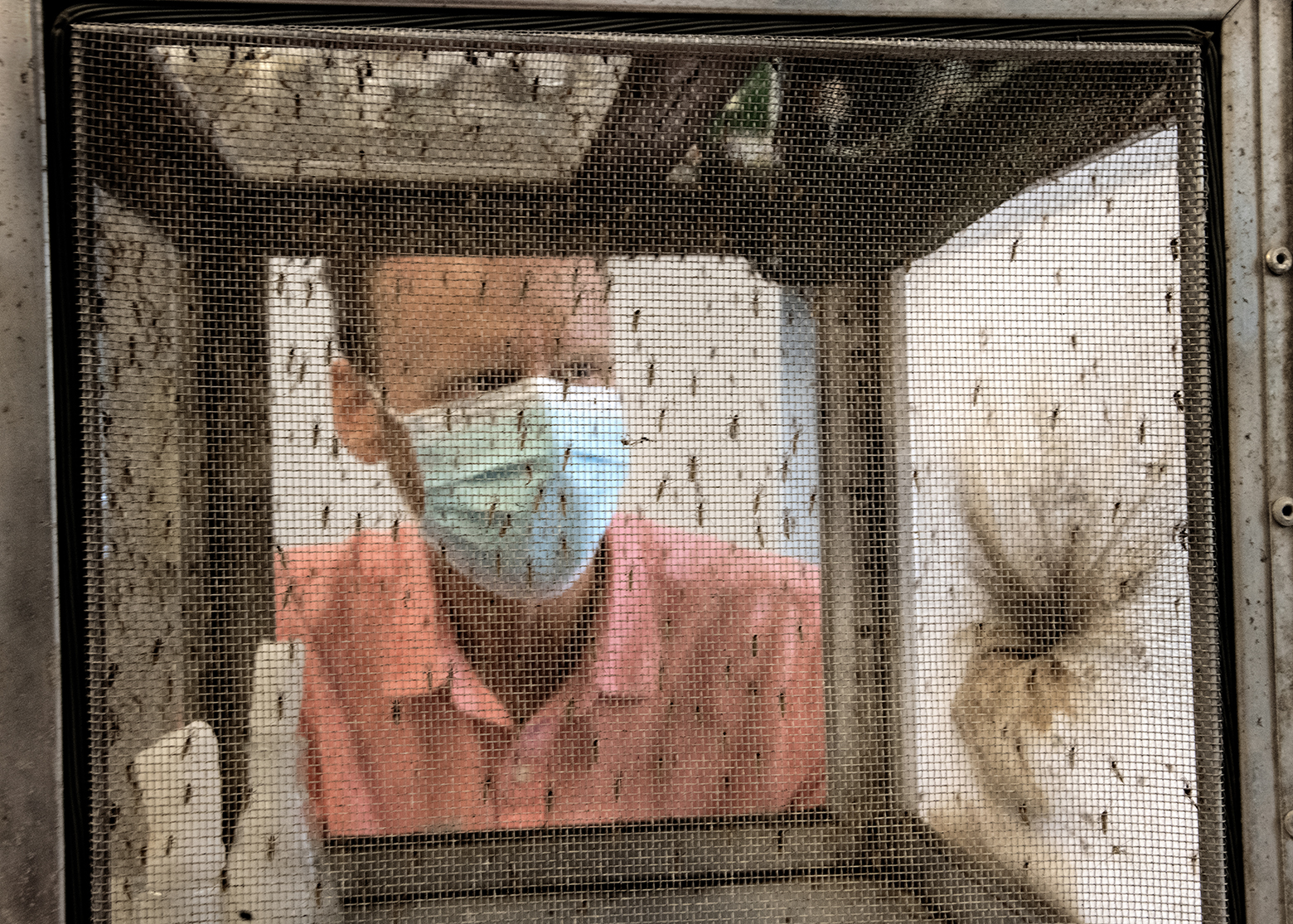 Only 1 Connecticut town has detected West Nile virus every year for the past 5 years - CT Insider