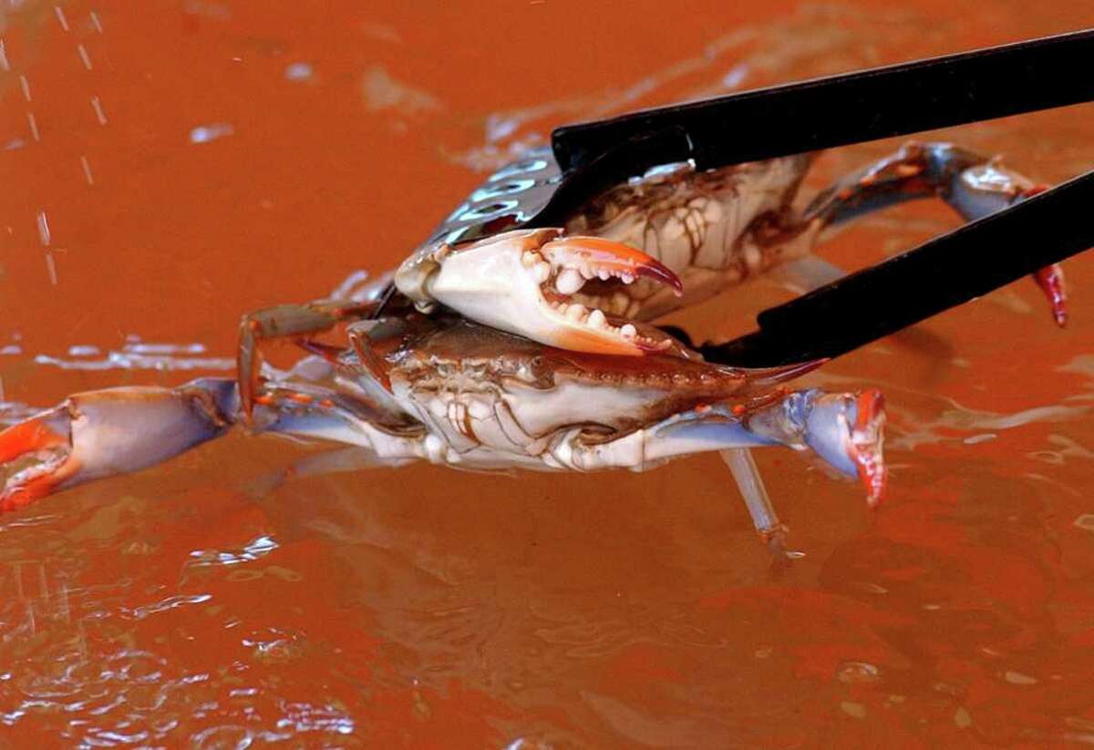 Texas Crab Fest, Stingaree Music Festival bring Bolivar Back