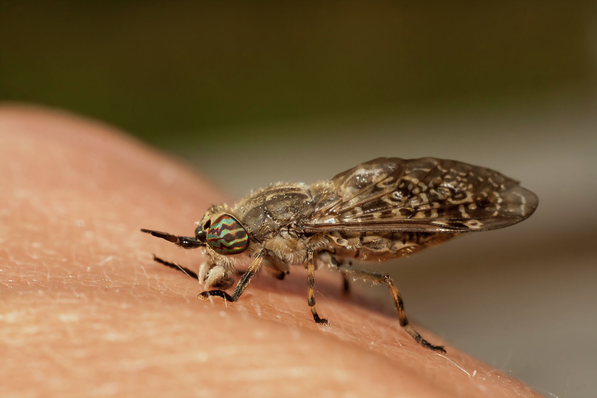 Texas Biting Insects Stinging Flies In Texas