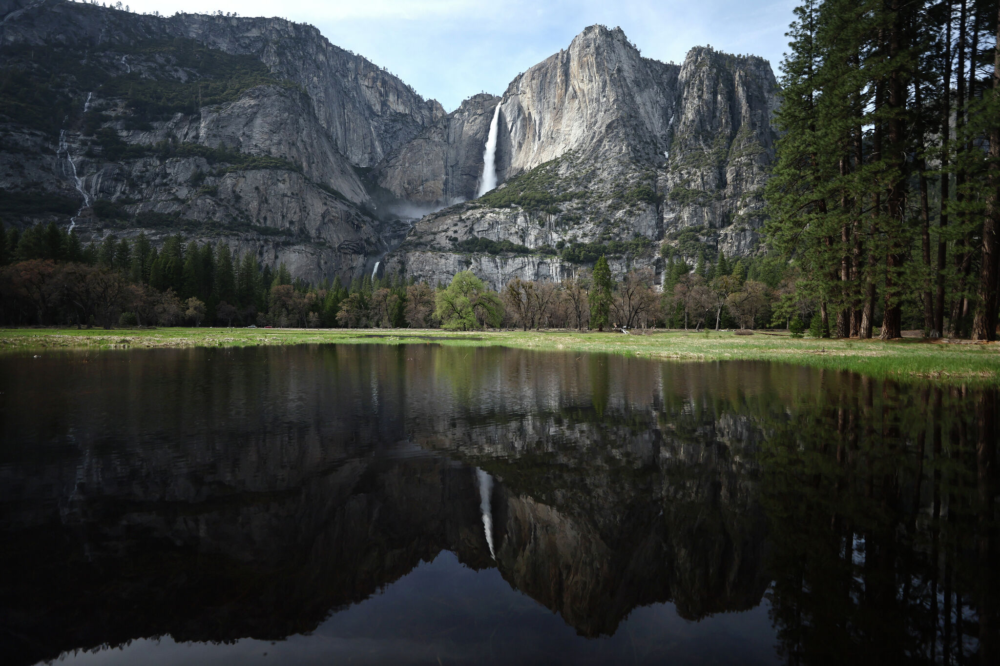 Rare animal reintroduced to Yosemite meadow for the first time