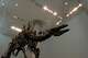 Stegosaurus Fossil Fetches Nearly $45M, Setting Record For Dinosaur ...