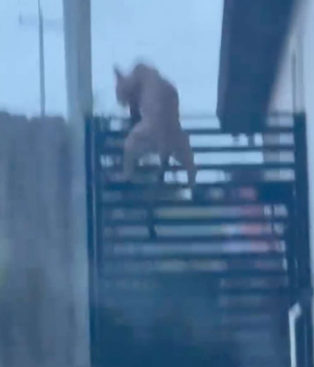 Investigation to begin after mountain lion killed in Laredo