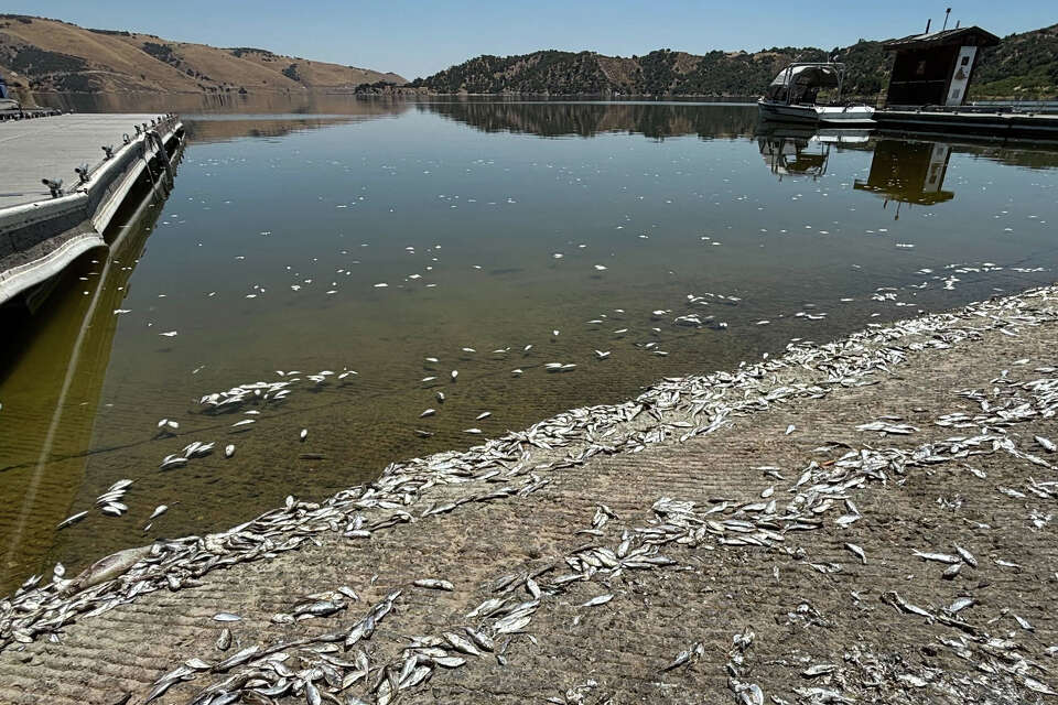 Popular Calif. lake closed indefinitely due to historic fish die-off