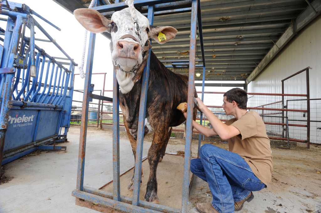 Teens Hope To Wrangle Scholarship Cash At The Houston Livestock Sho