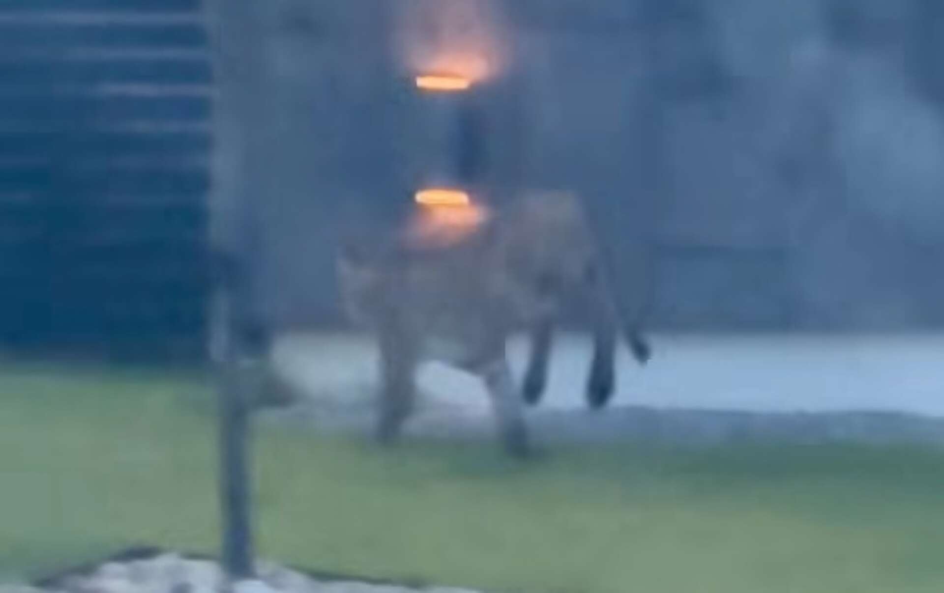 Investigation to begin after mountain lion killed in Laredo