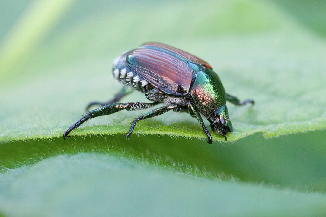 CT gardeners noticing more of these invasive beetles this year