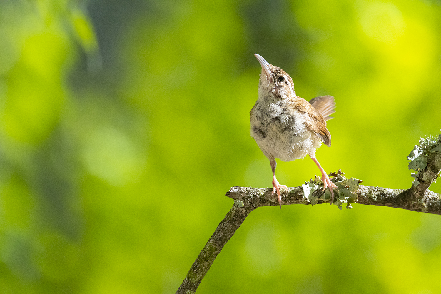 What happens to birds and wildlife in the aftermath of Hurricane Beryl