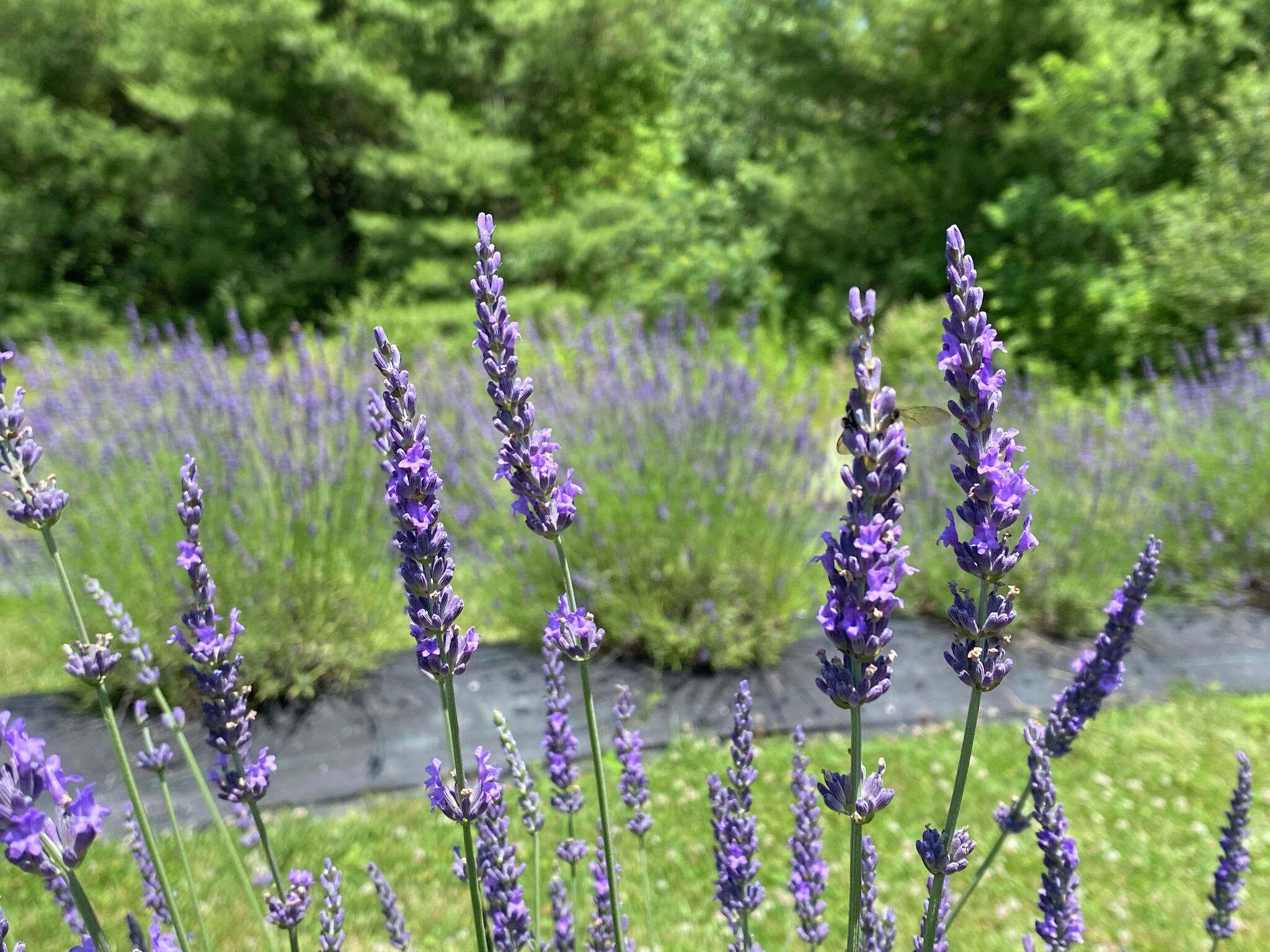 See lavender flowers, find fairy gardens or play chess at this CT farm