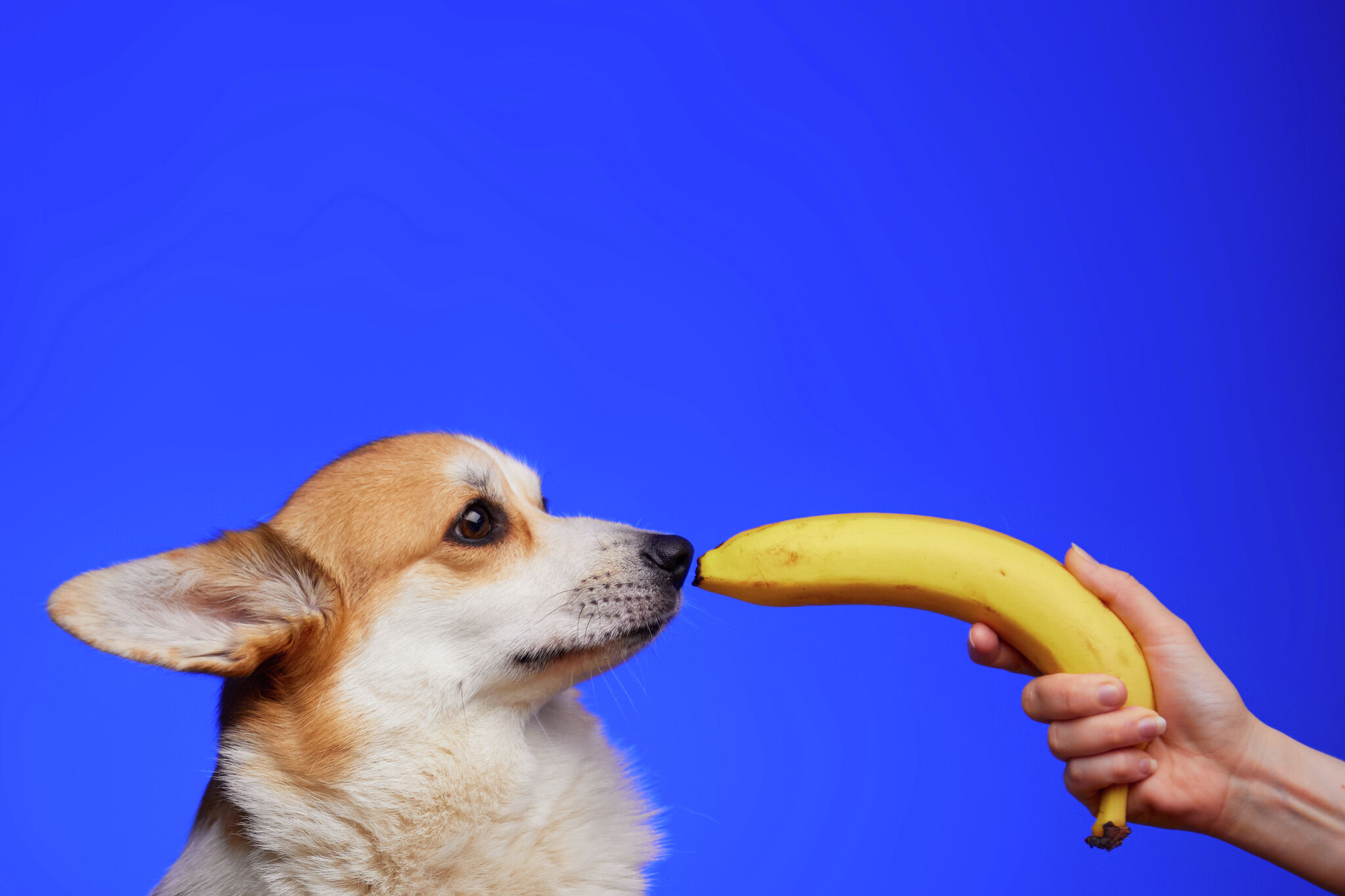 Experts chime in on bananas as an occasional dog treat