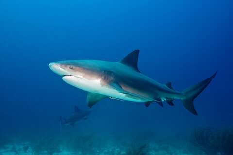 Baby bull sharks are thriving in Texas, says new study