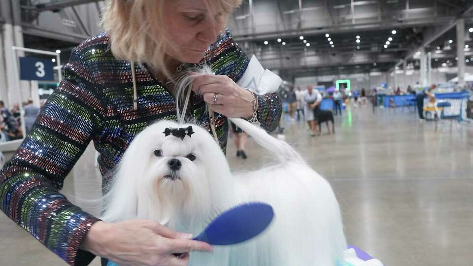 Heidi Sullivan brushes out KC, an 18-month-old Maltese before competing in a event during the Houston World Series of Dog Shows at NRG Center on Thursday, July 18, 2024 in Houston. The event, which features competitions, agility, and vendors runs until Sunday, July 21.