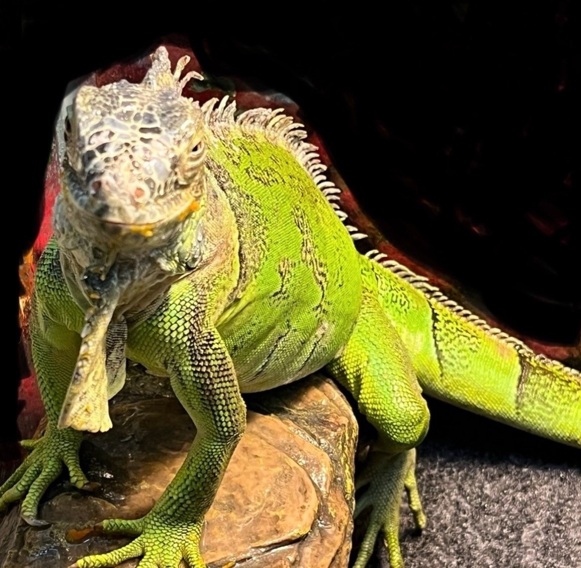 Escaped iguana named Oogie Boogie is on the loose in Middletown