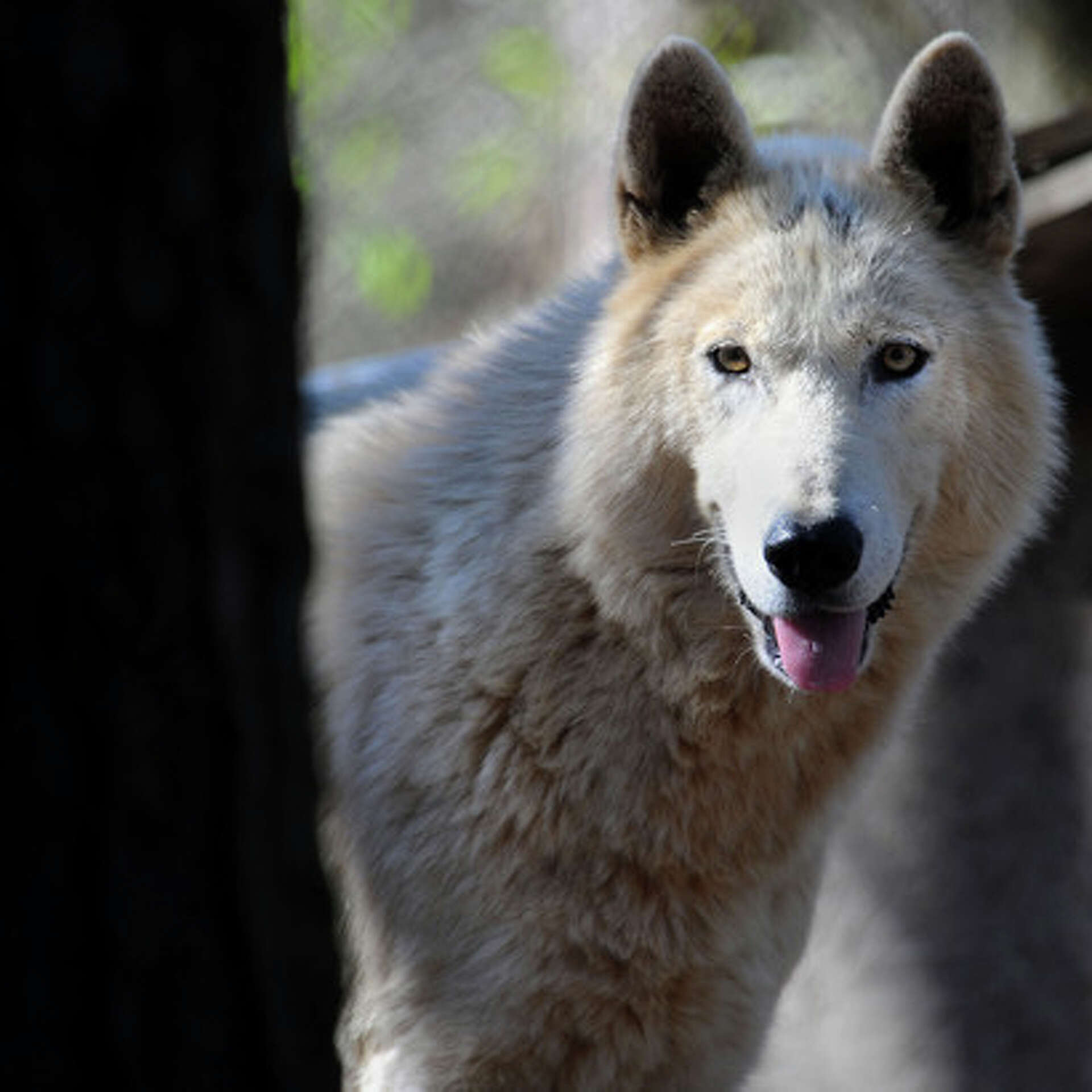 The Call of the Zoo: Abandoned Orange County wolfdogs get home in Austin