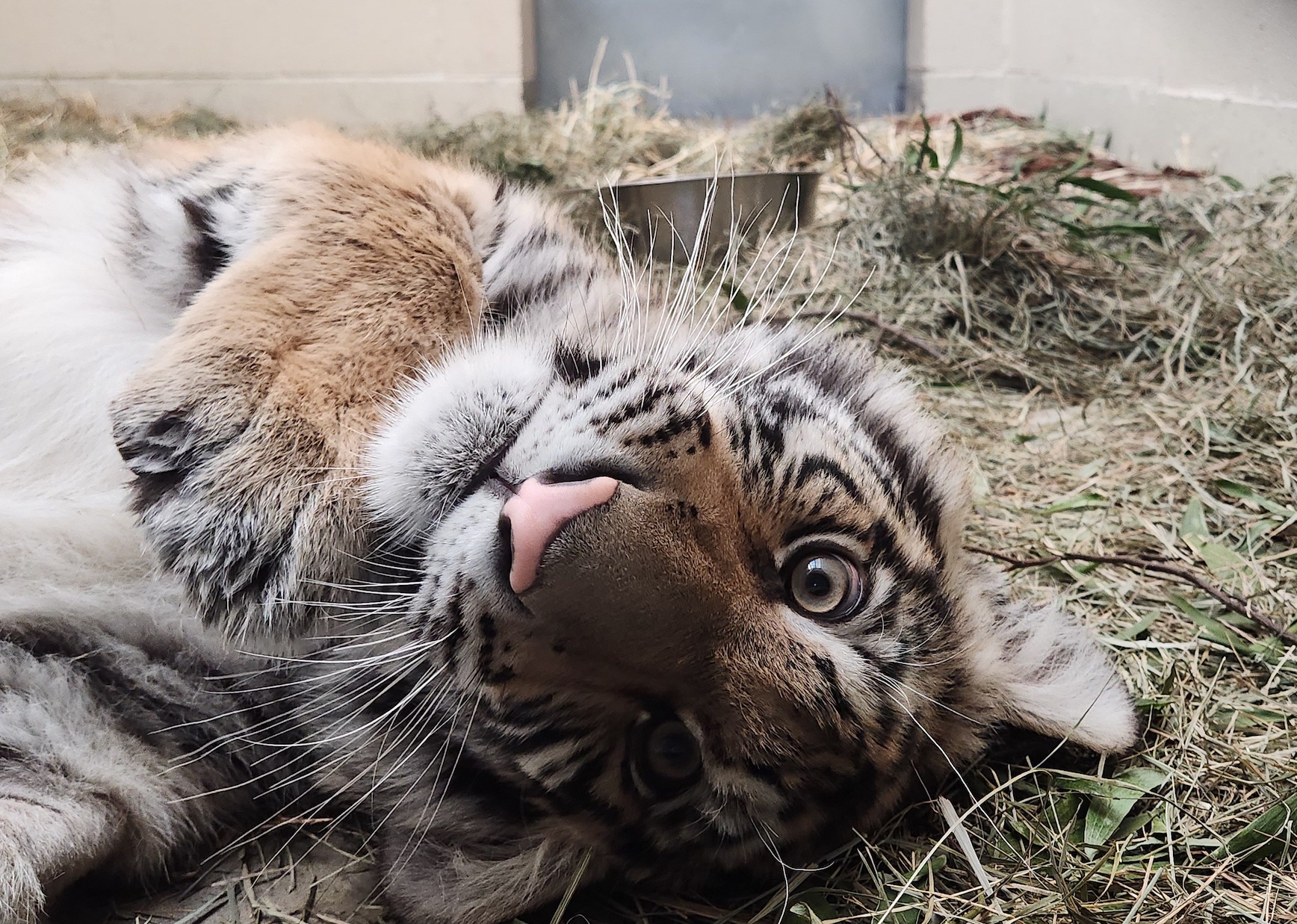 How a tiger cub suffered 10 fractures before Oakland Zoo rescue