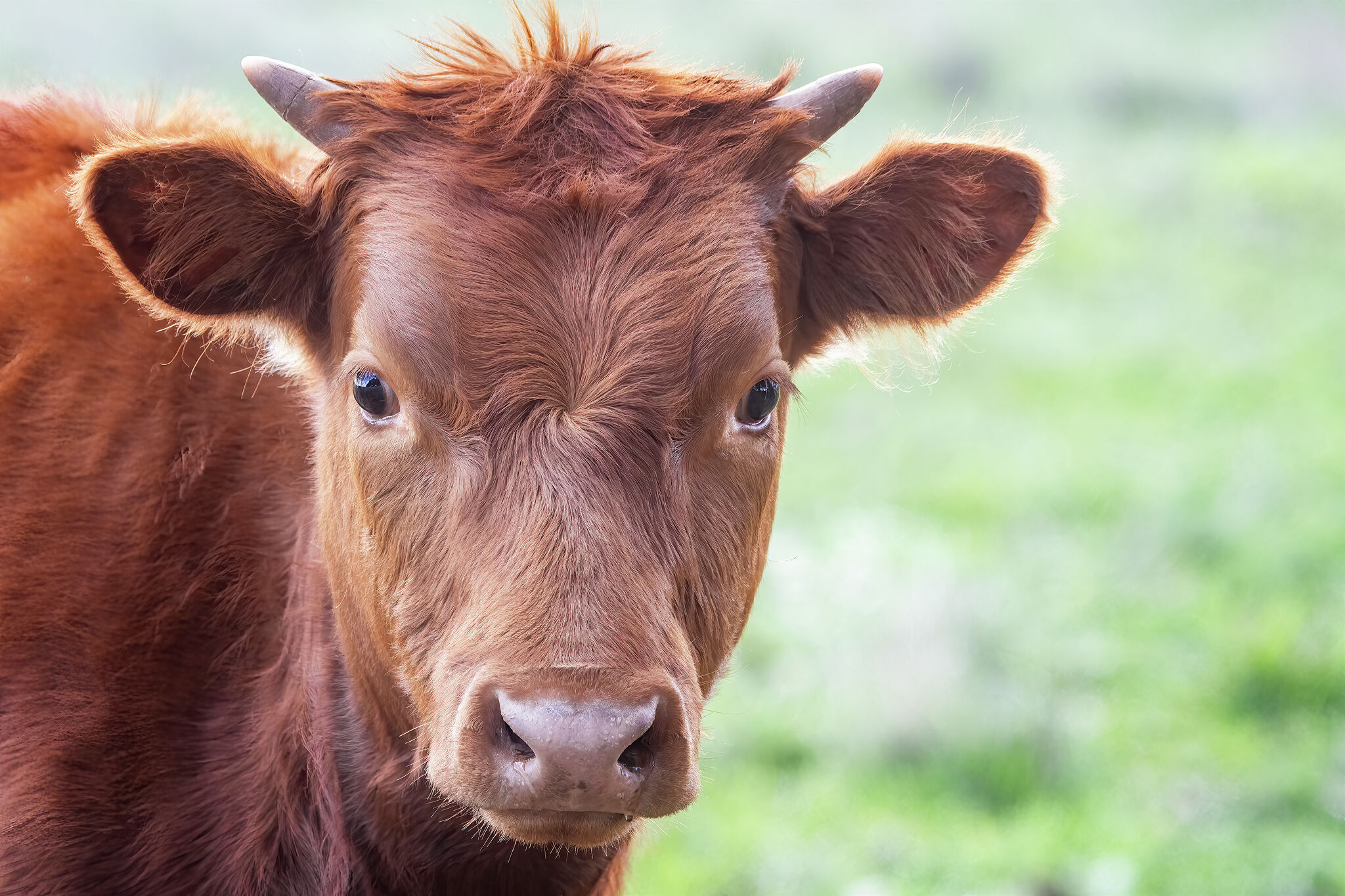 Cameras catch cow running away on busy Texas highway