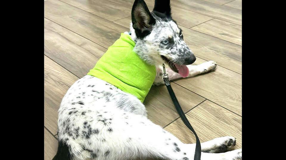 Casey, a three-month-old blue heeler/Australian shepherd mix, was dropped off at the Conroe Animal Shelter July 7 with a badly injured right front leg. Due to lack of care at the shelter, he chewed the leg off before being rescued and taken to a local veterinary hospital.