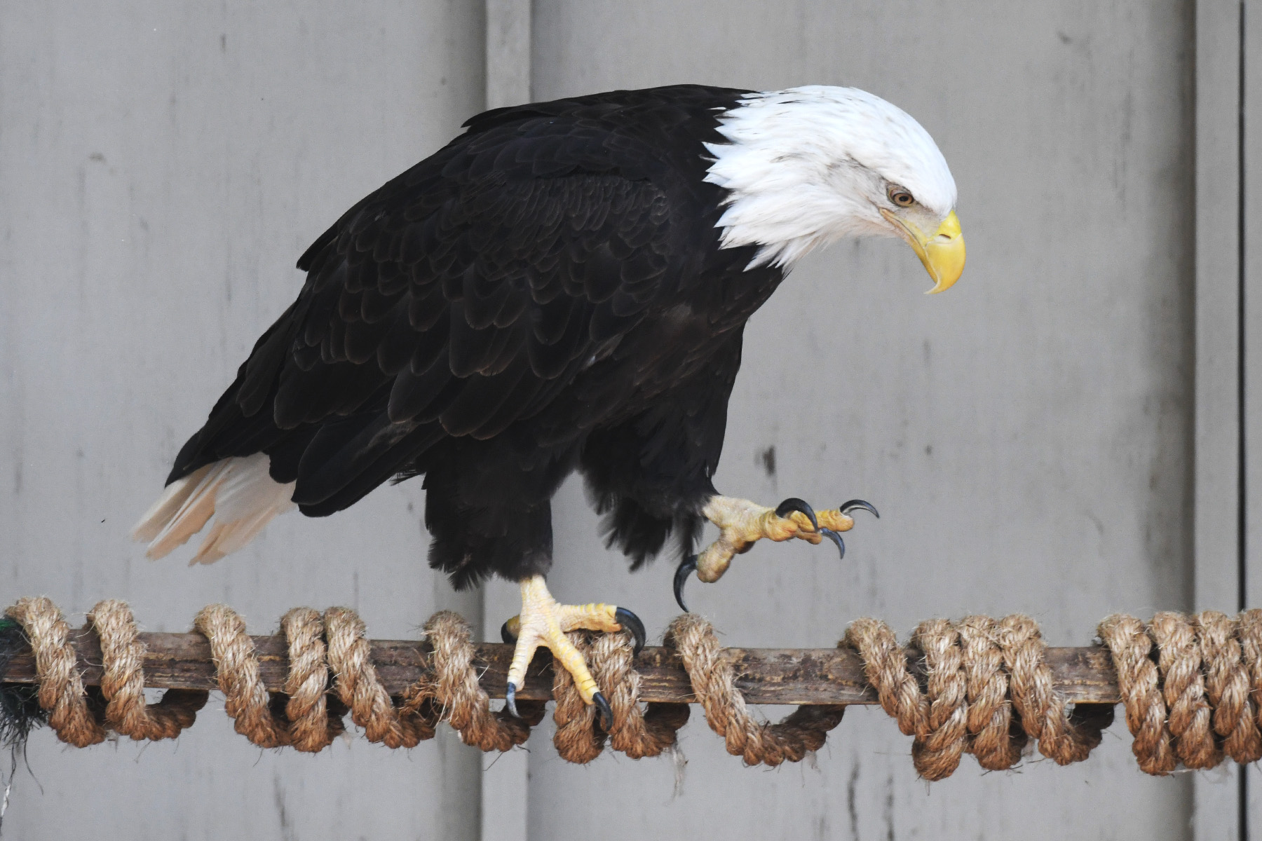 CT updates endangered species list as bald eagle rebounds