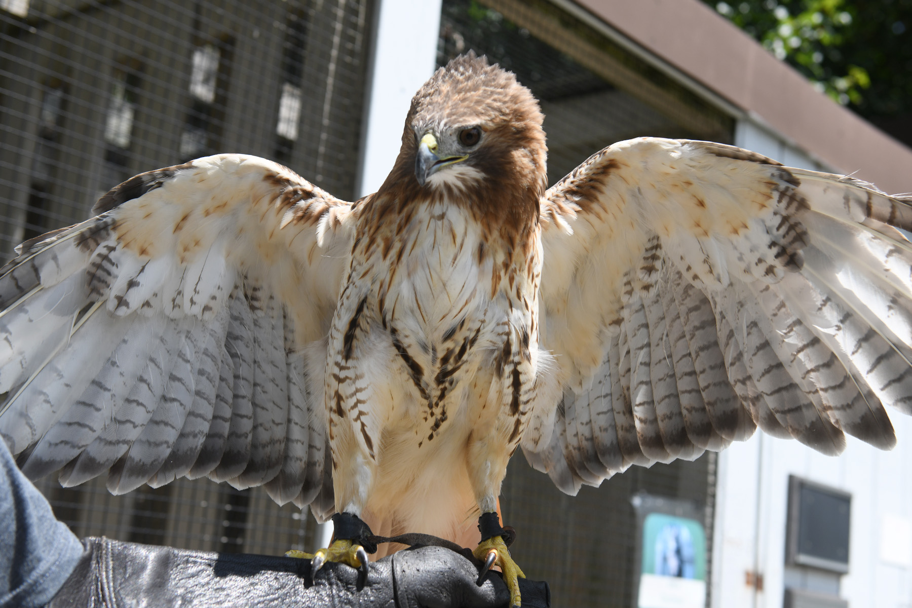 Westport's Earthplace needs food funds for birds of prey