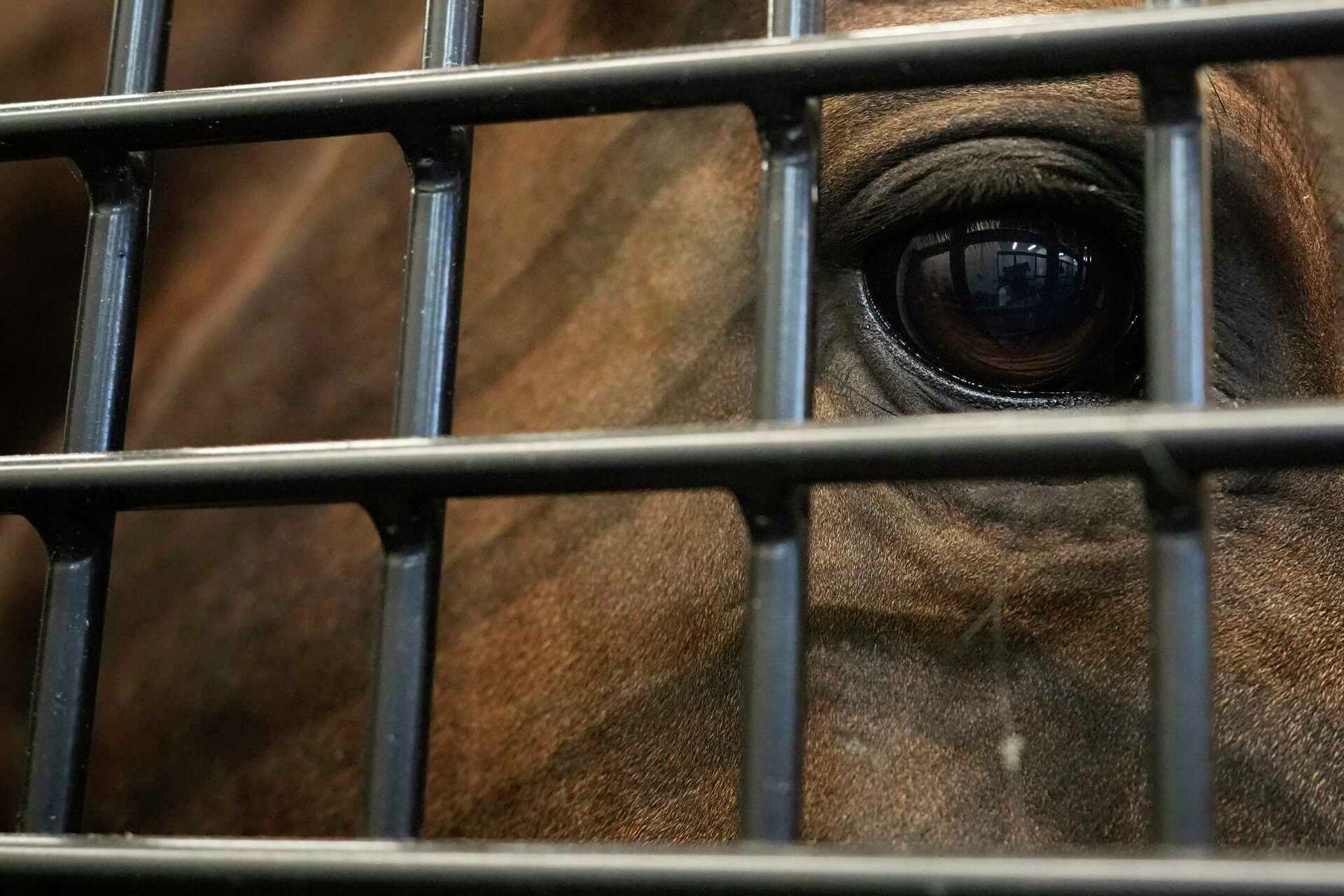 Equestrian federation spells out horse welfare reforms in wake of horse