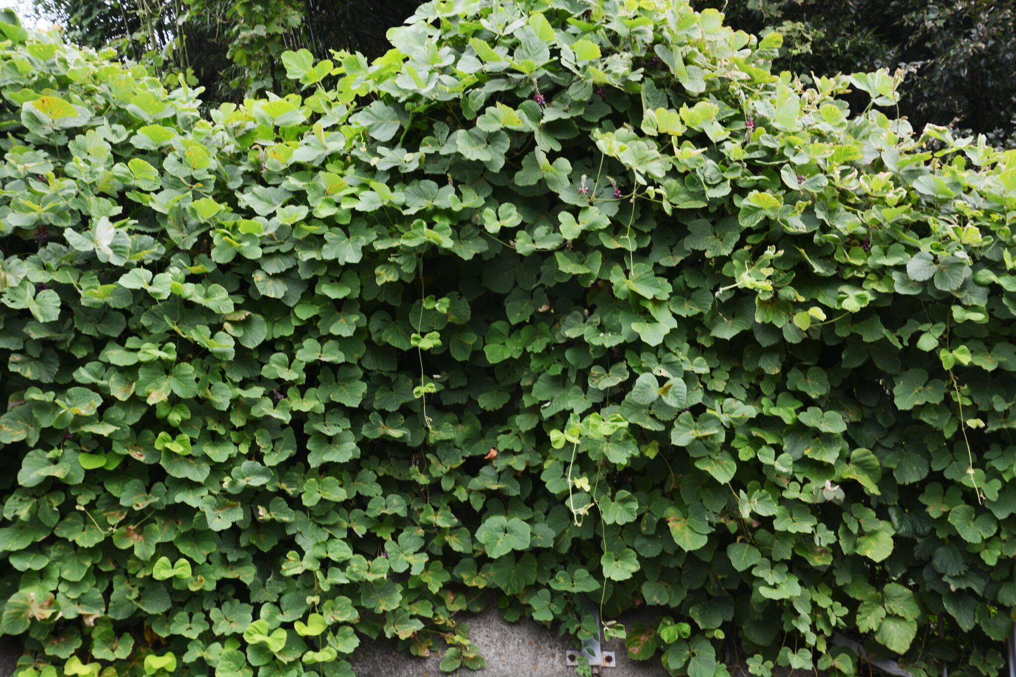 Kudzu, weeds threaten Texas yards