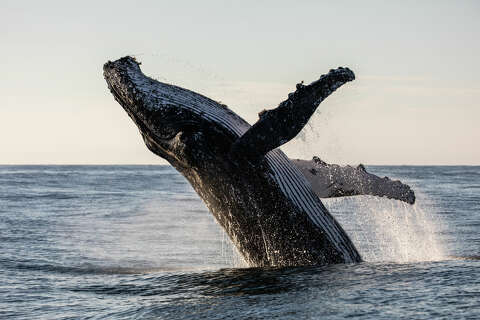 Boat capsized by whale off New Hampshire coast, teens rescue survivors