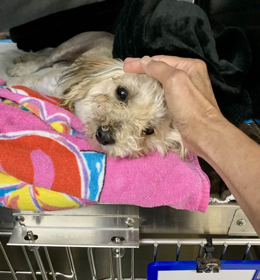 Officials Avon dog thrown from car gets communityfunded surgery