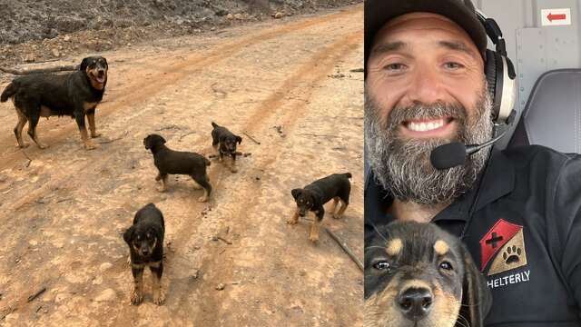 Rescuers save Rottweiler and puppies stranded in truck near Park Fire