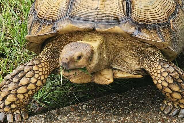 Enormous tortoise back home after getting lost in Texas