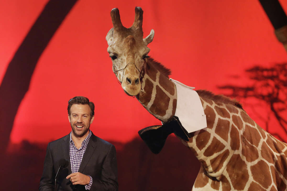 Jason Sudeikis speaks onstage with Stanley the giraffe at Spike TV's 'Guys Choice 2013' Awards held at Sony Pictures Studios on June 8, 2013 in Culver City, California.